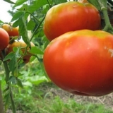 Koje se krupnoplodne sorte paradajza koriste za plastenike: top 11